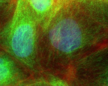 Human Caco-2 cells stained with Mouse anti-a-Tubulin – Alexa Fluor® 488 Cat.No. 322588) showing cytoskeleton, and mitotic spindle. The DNA is counter stained with blue Hoechst 33258 (Cat. No H3569) stain, and actin is stained with Alexa Fluor® 568 Phalloidin (Cat. No A12380).