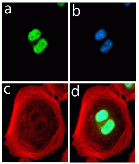 Immunocytochemistry analysis of HeLa cells stained with FABP4 ABfinity™ Recombinant Rabbit Monoclonal Antibody, using (A) Alexa Fluor® 488 Goat Anti-Rabbit was used as secondary (green). (B) DAPI was used to stain the nucleus (blue) and (C) Alexa Fluor® 594 phalloidin was used to stain actin (red). (D) Composite image of cells showing nuclear localization of FABP4.