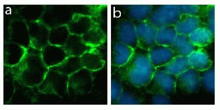 Immunocytochemistry analysis of U2OS cells stained with Connexin 40 (C-term) ABfinity™ Recombinant Rabbit Oligoclonal Antibody, using (A) Alexa Fluor® 488 Goat Anti-Rabbit was used as secondary (green). DAPI was used to stain the nucleus (blue). (B) Composite image of cells showing cell junction localization of Connexin 40 (C-term).