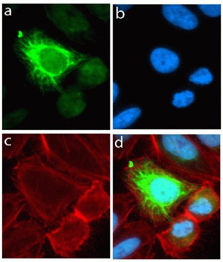 Immunocytochemistry analysis of HeLa cells stained with Musashi-1 ABfinity™ Recombinant Rabbit Oligoclonal Antibody, using (A) Alexa Fluor® 488 Goat Anti-Rabbit was used as secondary (green). (B) DAPI was used to stain the nucleus (blue) and (C) Alexa Fluor® 594 phalloidin was used to stain actin (red). (D) Composite image of cells showing cytoplamic localization of Musashi-1.