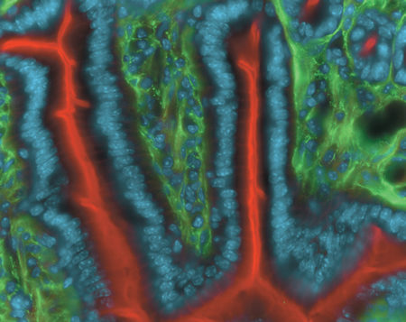 A section of mouse intestine stained with a combination of fluorescent stains. Fibronectin, an extracellular matrix adhesion molecule, was labeled using a chicken primary antibody against fibronectin and visualized using green-fluorescent Alexa Fluor® 488 Goat Anti–Chicken IgG antibody (Cat. No. A11039). The filamentous actin (F-actin) prevalent in the brush border was stained with red-fluorescent Alexa Fluor® 568 phalloidin (Cat. No. A12380). Finally, the nuclei were stained with DAPI (Cat. No. D1306, D3571, D21490).
