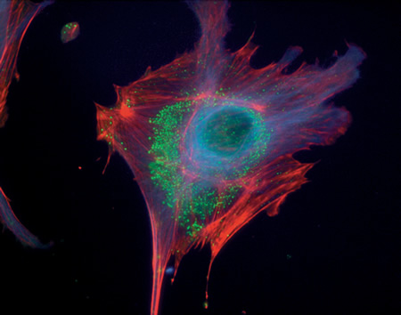 Microtubules of fixed bovine pulmonary artery endothelial cells localized with mouse monoclonal anti–a-tubulin antibody (Cat. no. A11126), which was subsequently visualized with Alexa Fluor® 350 goat anti–mouse IgG antibody (Cat. no. A11045). Next, the F-actin was labeled with Alexa Fluor® 594 phalloidin (Cat. no. A12381). Finally, the cells were incubated with Alexa Fluor®?488 wheat germ agglutinin (Cat. no. W11261) to stain components of endosomal pathways. The superimposed and pseudocolored images were acquired sequentially using bandpass filter sets appropriate for DAPI, the Texas Red® dye and fluorescein, respectively.