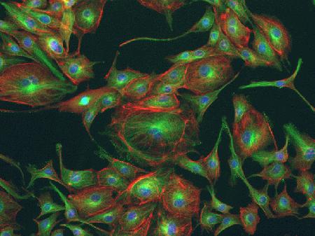 Floid™ Cell Imaging Station sample image of FluoCells® prepared slide #2 (F14781) of BPAE cells stained with with mouse anti-a-tubulin, BODIPY® FL goat anti-mouse IgG, Texas Red®-X phalloidin and NucBlue™ fixed cell stain (R37606).