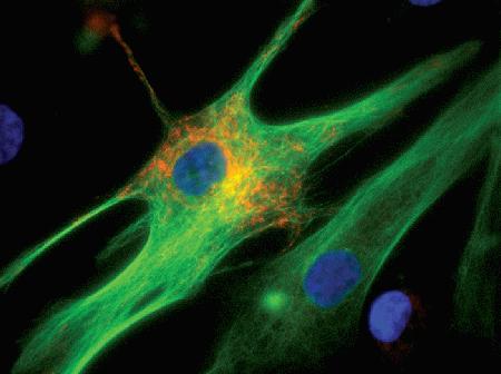 Cascade Biologics® human aortic smooth muscle cells (HASMC) were transduced with CellLight™ Mitochondria-RFP (Cat. No. C10601) and MAP4-GFP (Cat. No. C10598). The following day, cells were stained with Hoechst 33342 (Cat. No. H24192) and imaging was performed on live cells using a DeltaVision® Core microscope and standard DAPI/FITC/TRITC filter sets.