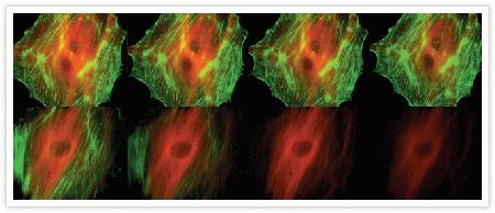 Comparison of the photobleaching rates of the Alexa Fluor® 488 and Alexa Fluor® 546 dyes and the well-known fluorescein and Cy3 fluorophores. The cytoskeleton of bovine pulmonary artery endothelial cells (BPAEC) was labeled with (top series) Alexa Fluor® 488 phalloidin (Cat. no. A12379) and mouse monoclonal anti–alpha-tubulin antibody (Cat. no. A11126) in combination with Alexa Fluor® 546 goat anti–mouse IgG antibody (Cat. no. A11003) or (bottom series) fluorescein phalloidin (F432) and the anti–alpha-tubulin antibody in combination with a commercially available Cy3 goat anti–mouse IgG antibody. The pseudocolored images were taken at 30-second intervals (0, 30, 90, and 210 seconds of exposure from left to right). The images were acquired with bandpass filter sets appropriate for fluorescein and rhodamine.