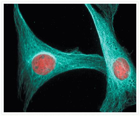 Microtubules of NIH 3T3 cells labeled with mouse anti–a-tubulin monoclonal IgG<sub>1</sub> antibody (Cat. no. A11126) and visualized with blue-fluorescent Alexa Fluor® 405 goat anti–mouse IgG antibody (Cat. no. A31553). Nuclei were stained with red-fluorescent propidium iodide (Cat. no. P1304MP, P3566, P21493).