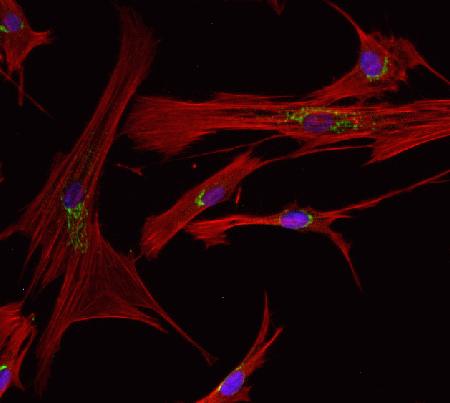 Human dermal fibroblasts, neonatal (HDFn) (C-004-5C) were fixed and permeabilized using the Image-iT® Fixation/Permeabilization Kit (R37602). Golgi staining was done using an anti-Golgin-97 primary antibody (A21270) and a goat anti-mouse Alexa Fluor® 488 secondary antibody (A11029). Actin was stained using Alexa Fluor® 594 phalloidin (A12381) and nuclei were stained using NucBlue™ Live Cell Stain (R37605). Slides were mounted using ProLong® Gold antifade kit (P7481) and images were acquired on the FLoid™ Cell Imaging Station (4471136).