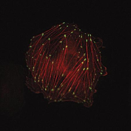 HeLa cells were transduced with CellLight™ Talin-GFP (Cat. No. C10611) and Cellular Lights™ Actin-RFP (Cat. No. C10127). Imaging was performed on live cells using a DeltaVision® Core microscope and standard FITC/TRITC filter sets