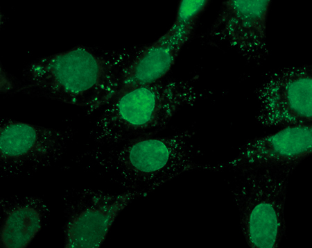 Detection of cell proliferation by BrdU incorporation. 3T3 cells were pulsed with BrdU (Cat. no. B23151) for 30 minutes before fixation. BrdU incorporated into the DNA of proliferating cells was detected with an anti-BrdU antibody (Cat. no. A21300) that was labeled with the Zenon® Alexa Fluor® 488 Mouse IgG1 Labeling Kit (Cat. no. Z25002). The sample was mounted with Prolong® antifade mounting medium (Cat. no. P7481).