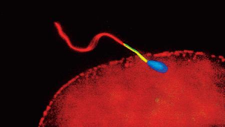 Bull sperm prelabeled with MitoTracker Green FM (M7514) and used for <i>in vitro</i> fertilization of bovine oocytes. After fertilization, eggs with bound or incorporated sperm were fixed in 2% formaldehyde, made permeable with Triton X-100 and labeled with an anti-tubulin antibody followed by a tetramethylrhodamine-labeled secondary antibody and counterstained with DAPI (D1306, D3571, D21490). Image contributed by Peter Sutovsky, University of Wisconsin.