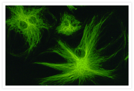 Bovine pulmonary artery endothelial cells (BPAEC) fixed and permeabilized in the presence of paclitaxel (Cat. no. P3456) to stabilize the microtubules. Microtubules were then labeled with mouse monoclonal anti–ß-tubulin IgG and biotin-XX goat anti–mouse IgG (Cat.no. B2763) and visualized with the ELF® 97 Cytological Labeling Kit (Cat. no. E6603).