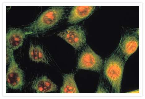 Mouse 3T3 cells stained with ethidium homodimer–1 (Cat. no. E1169) and BODIPY® FL phallacidin (Cat. no. B607). The nucleic acids in these cells were stained red fluorescent by ethidium homodimer–1, whereas the actin filaments, probed with BODIPY® FL phallacidin, are green fluorescent. The image was photographed in a single exposure through an Omega Optical longpass filter appropriate for fluorescein.