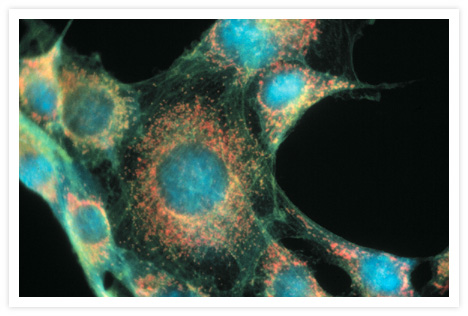 NIH 3T3 cells stained with MitoTracker® CMXRos (Cat. no. M7512), BODIPY® FL phallacidin (Cat. no. B607) and POPO™-1 (Cat. no. P3580). The cells were incubated with MitoTracker® CMXRos, which stains mitochondria red. After the fixed cells were permeabilized with acetone, they were stained with BODIPY® FL phallacidin, which labels F-actin green, and with POPO™-1, which labels nuclei blue. This photomicrograph was obtained with a single exposure through an Omega Optical triple bandpass filter set.
