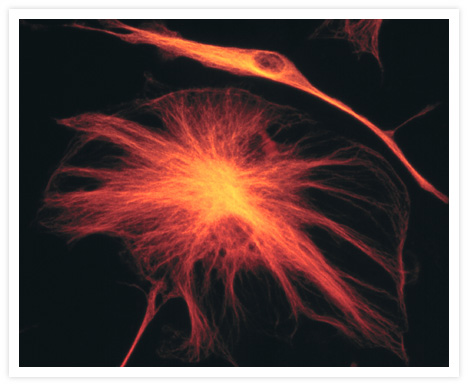 The microtubules of fixed bovine pulmonary artery endothelial cells were labeled with a mouse monoclonal anti–a-tubulin antibody (Cat. no. A11126), which was visualized with Alexa Fluor® 546 goat anti–mouse IgG antibody (Cat. no. A11003). The image was acquired using a bandpass filter set appropriate for rhodamine.