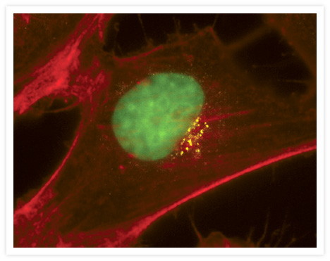 HeLa cells. Anti–human Golgin-97, mouse monoclonal CDF4, Alexa Fluor® 430 goat anti–mouse IgG, Alexa Fluor® 594 phalloidin, and SYTOX® Green nucleic acid stain. Fixed, permeabilized and RNase-treated HeLa cells were labeled with mouse monoclonal anti–human Golgin-97 monoclonal antibody (Cat. no. A21270) and visualized with the yellow-fluorescent Alexa Fluor® 430 goat anti–mouse IgG antibody (Cat. no. A11063). The F-actin was labeled with red-fluorescent Alexa Fluor® 594 phalloidin (Cat. no. A12381) and the nuclei were stained with the SYTOX® Green nucleic acid stain (Cat. no. S7020). This multiple-exposure image was acquired using a Nikon Diaphot fluorescent microscope equipped with a Quantix CCD camera.