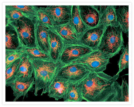 FluoCells® prepared slide #1 (Cat. no. F14780), consisting of bovine pulmonary artery endothelial cells incubated with MitoTracker® Red CMXRos (Cat. no. M7512) to label the mitochondria. After fixation and permeabilization, the cells were stained with BODIPY® FL phallacidin (Cat. no. B607) to label the filamentous actin (Cat. no. F-actin) and finally counterstained with DAPI (Cat. no. D1306, D3571, D21490) to label the nucleus. The multiple-exposure image was acquired using bandpass filters appropriate for Texas Red® dye, fluorescein and DAPI.