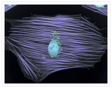 Muntjac skin cell labeled in three different colors. Golgi bodies in a muntjac skin cell were labeled with anti–Golgin-97 monoclonal antibody (Cat. No. A21270) and visualized with green-fluorescent Alexa Fluor® 488 Goat Anti–Mouse IgG1 antibody (Cat. No. A21121). Filamentous actin was labeled with Alexa Fluor® 680 phalloidin (Cat. No. A22286, pseudocolored purple). Nuclei were stained with blue-fluorescent DAPI (Cat. No. D1306, D3571, D21490). (Cat. No. A21270).