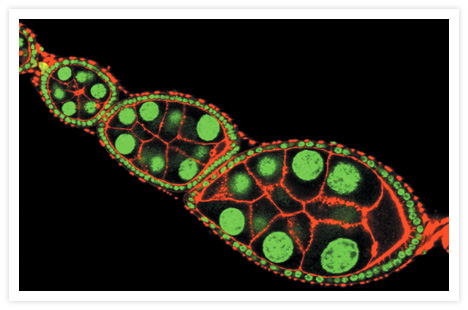 Filamentous actin (F-actin), localized near the membranes and the intercellular cytoplasmic bridges or ring canals of D. melanogaster ovarioles, was stained with red-fluorescent Texas Red®-X phalloidin (Cat. No. T7471). Nuclei of the follicle cells surrounding the ovarioles and nuclei of the nurse cells within the egg chambers were stained with Hoechst 33258 (Cat. No. H1398, H3569, H21491). The signal from the Hoechst 33258 dye has been pseudocolored green. The image was contributed by Ming-Der Lin, National Taiwan University.
