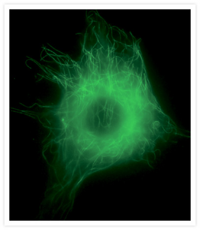 Microtubules in a live bovine pulmonary artery endothelial cell visualized with Oregon Green® paclitaxel (Cat. no. P22310).