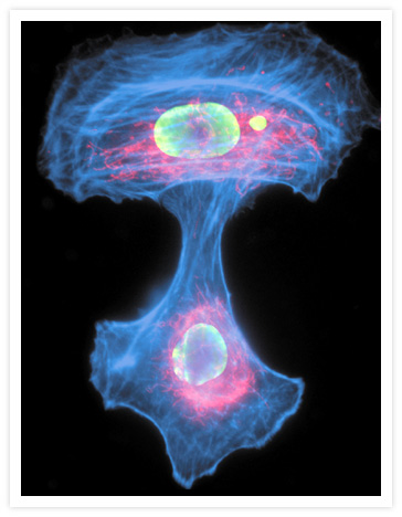 Muntjac skin fibroblasts labeled with a mouse monoclonal anti-histone antibody and visualized with green-fluorescent Alexa Fluor® 500 goat anti–mouse IgG (Cat. no. A31554). F-actin was labeled with blue-fluorescent Alexa Fluor® 350 phalloidin (Cat. no. A22281), and mitochondria were stained with red-fluorescent MitoTracker® Red CMXRos (Cat. no. M7512).