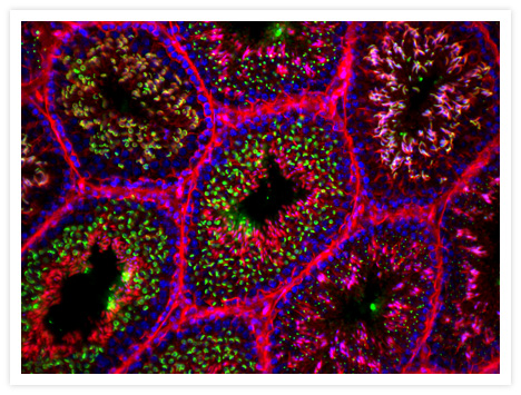 Multicolor fluorescence image of mouse testis cross section. Spermatozoa were detected using the green-fluorescent Alexa Fluor® 488 conjugate of lectin PNA (Cat. no. L21409). Actin filaments were visualized using red-fluorescent Alexa Fluor® 568 phalloidin (Cat. no. A12380). Nuclei were stained with blue-fluorescent DAPI (Cat. no. D1306, D3571, D21490).