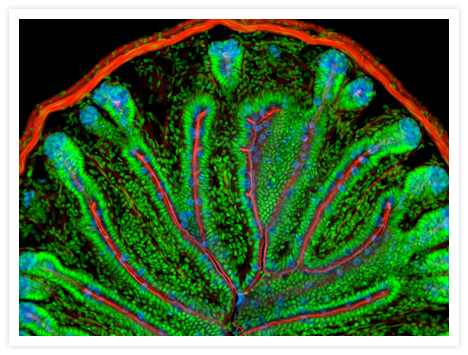 Multicolor fluorescence image of mouse intestine cross section. Filamentous actin prevalent in the brush border was visualized with Alexa Fluor® 568 phalloidin (Cat. no. A12380). Goblet cell mucus was detected with a blue-fluorescent Alexa Fluor® 350 conjugate of wheat germ agglutinin (Cat. no. W11263). Nuclei were stained with SYTOX® Green nucleic acid stain (Cat. no. S7020).