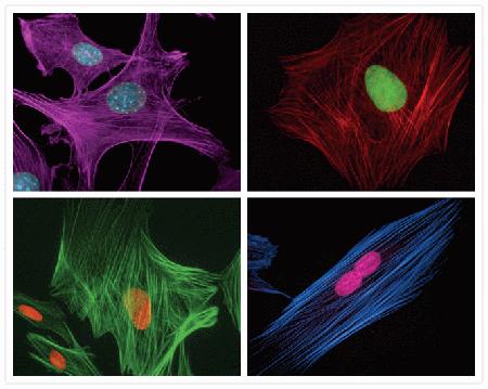Fixed, permeabilized bovine pulmonary artery endothelial cells visualized using components of the SelectFX® Nuclear Labeling Kit (Cat. no. S33025) and Alexa Fluor® phalloidin conjugates. Nuclei and F-actin were stained, respectively, with (top left) DAPI and Alexa Fluor® 680 phalloidin (Cat. no. A22286), (top right) SYTOX® Green dye and Alexa Fluor® 568 phalloidin (Cat. no. A12380), (bottom left) 7-AAD and Alexa Fluor® 488 phalloidin (Cat. no. A12379), and (bottom right) TO-PRO-3 dye and Alexa Fluor® 350 phalloidin (Cat. no. A22281).