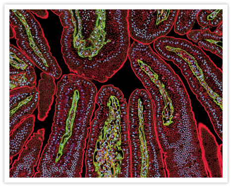 A mouse intestinal section visualized using fluorescent Qdot® nanocrystal conjugates. Actin was labeled with a mouse anti-actin monoclonal antibody and visualized using red-fluorescent Qdot® 655 goat F(ab′)<sub>2</sub> antimouse IgG (Q11022MP, Q11221MP). Laminin was labeled with a rabbit anti-laminin polyclonal antibody and visualized using green-fluorescent Qdot® 525 goat F(ab′)<sub>2</sub> antirabbit IgG (Q11441MP). Nuclei were stained with blue-fluorescent Hoechst 33342 (H1399, H3570, H21492). Image contributed by Thomas Deerinck and Mark Ellisman, The National Center for Microscopy and Imaging Research, San Diego, CA.