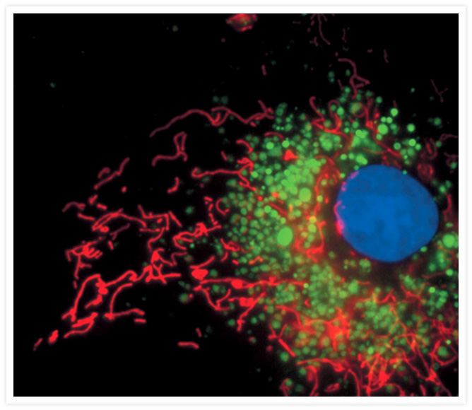 Bovine pulmonary artery endothelial cells. MitoFluor™ Far Red 680